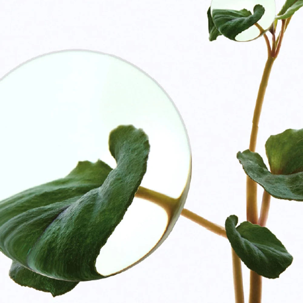 Heartleaf 70% Daily Lotion (200ml)