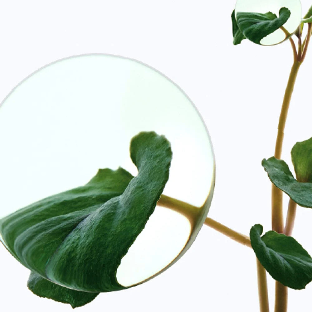 Heartleaf 70% Intense Calming Cream (50ml)